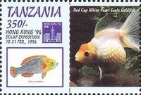 Red Cap White Pearl-Scale Goldfish with Scarus ghobban