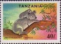 Koala (Phascolarctos cinereus)