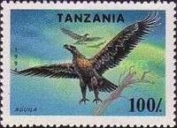 Tawny Eagle (Aquila rapax)