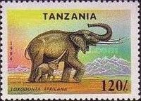African Elephant (Loxodonta africana)