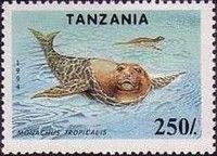 Caribbean Monk Seal (Monachus tropicalis)