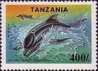 Dolphin sp.