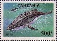 Grey Whale (Eschrichtius robustus)