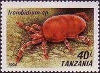 Red Velvet Mite (Trombidium sp.)