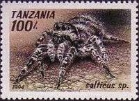 Jumping Spider (Salticus sp.)