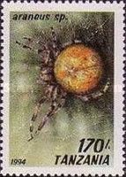 Marbled Orb-weaving Spider (Araneus marmoreus)