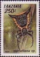 Thorn Orb-Weaver (Micrathena pungens)