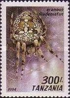 European Garden Spider (Araneus diadematus)