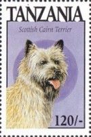 Scottish cairn terrier