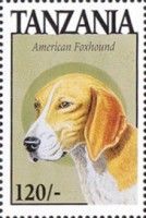 American foxhound