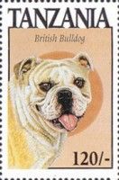 British bulldog