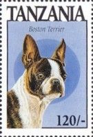Boston terrier