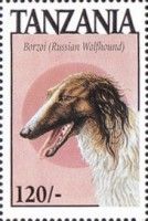 Borzoi (Russian wolfhound)