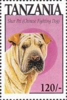 Shar pei (Chinese fighting dog)