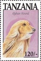 Afghan hound