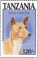 Basenji (Congo dog)