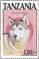 Siberian husky