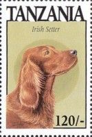 Irish setter