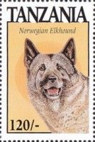 Norwegian elkhound
