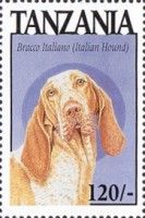 Bracco Italiano (Italian hound)
