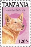 Australian cattle dog