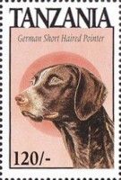 German short haired pointer