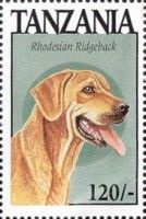 Rhodesian ridgeback