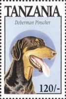 Doberman pinscher