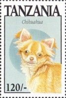 Chihuahua