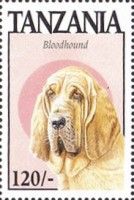 Bloodhound