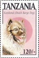 Keeshond (Dutch barge dog)