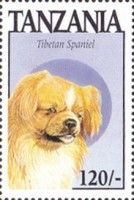 Tibetan spaniel