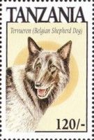 Tervueren (Belgian shepherd dog)