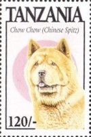 Chow chow (Chinese Spitz)