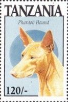 Pharaoh hound