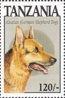 Alsatian (German Shepherd)