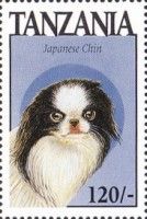 Japanese chin