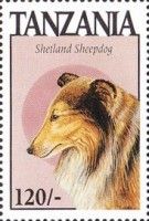 Shetland sheepdog