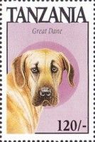 Great dane