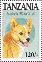 Pembroke (welsh corgi)