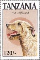 Irish wolfhound