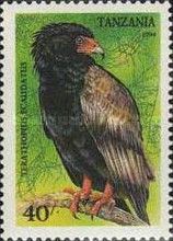 Bateleur (Terathopius ecaudatus)