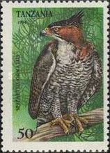Ornate Hawk-Eagle (Spizaetus ornatus)