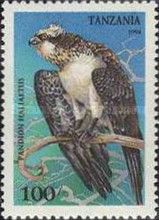Osprey (Pandion haliaetus)