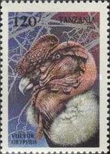 Andean Condor (Vultur gryphus)