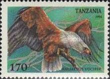 African Fish Eagle (Haliaetus vocifer)