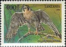Peregrine Falcon (Falco peregrinus)