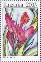 Disa stolzii