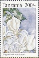 Angraecum ramosum