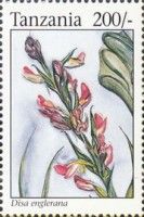 Disa englerana